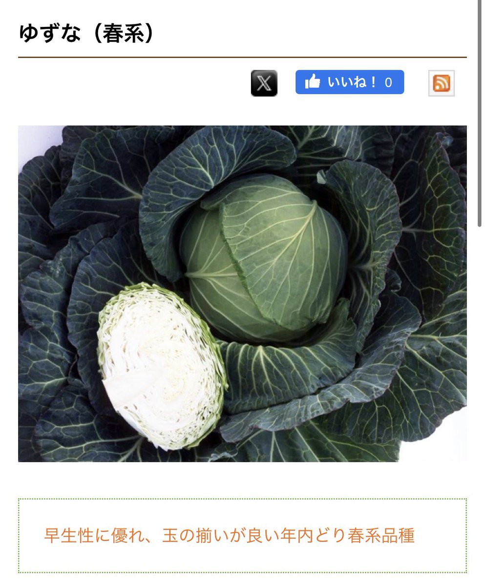 IaaIto's tweet image. 毎年言われるのですが

「春キャベツ＝春に取れるキャベツ」とは限らなくて、

「春系という品種」があり、

早いもので10月くらいから収穫できる春系品種もあるんですよね。
うちは年内から5月まで全て春系！頑張るぞい💪