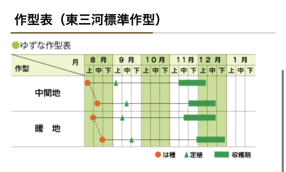 IaaIto's tweet image. 毎年言われるのですが

「春キャベツ＝春に取れるキャベツ」とは限らなくて、

「春系という品種」があり、

早いもので10月くらいから収穫できる春系品種もあるんですよね。
うちは年内から5月まで全て春系！頑張るぞい💪