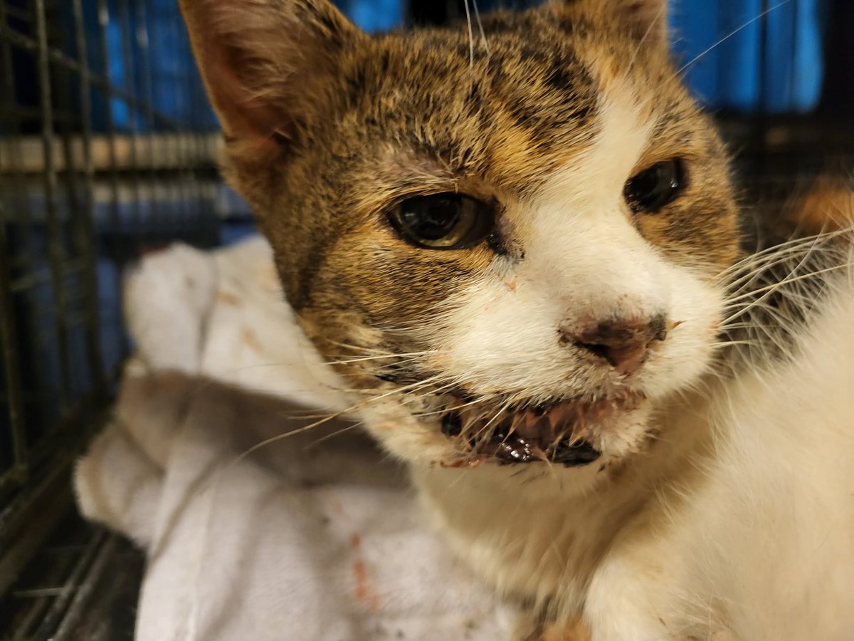 Sadly, this sweet kitty has cancer.  Wasn't the outcome we were hoping for.