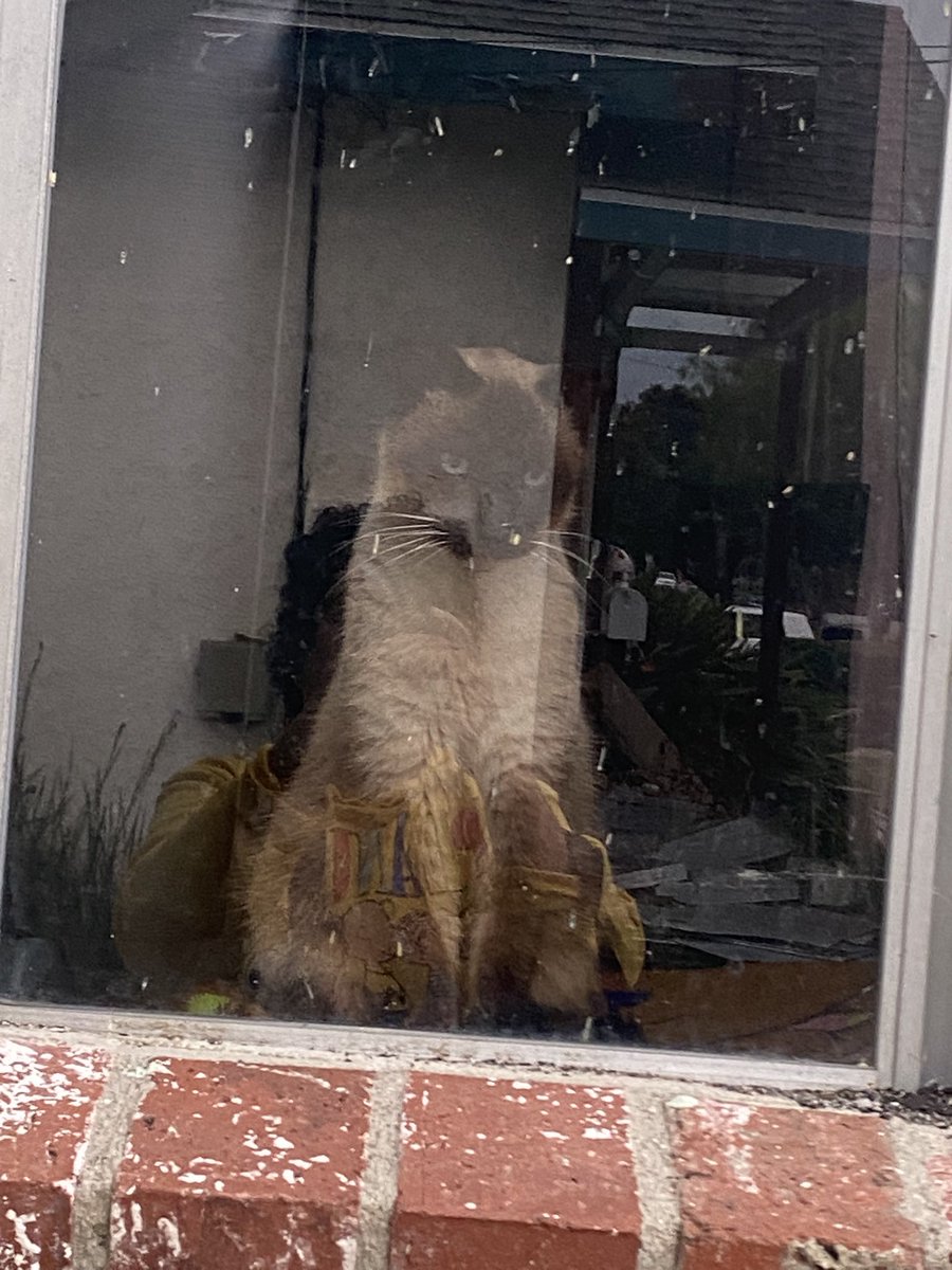 I swear he must have ESP he was already looking out the window when I got out of my car. No Sapphire window is staying closed until this storm passes. <a href="/claws2025/">Sapphire's World</a>