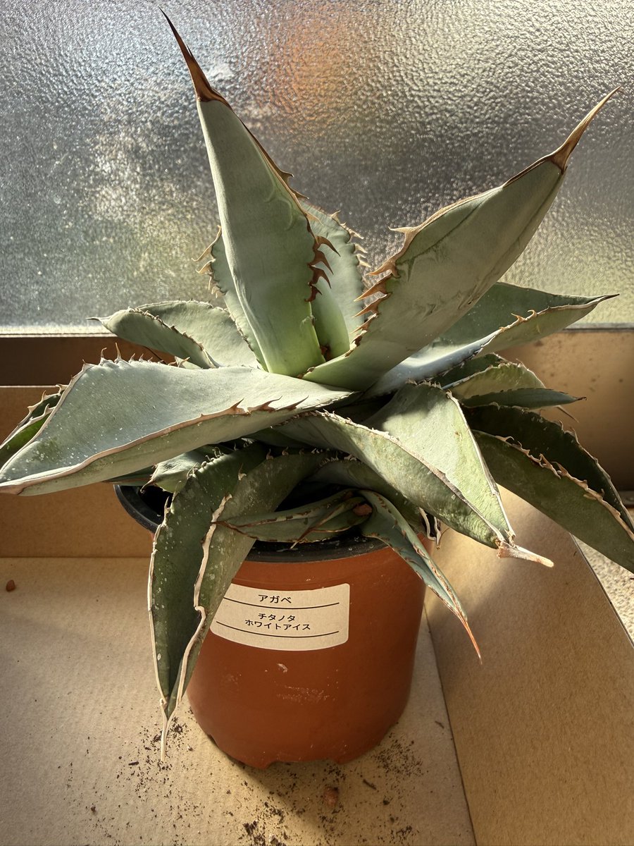 おはようございます😃
今日は清々しい天気で気持ち良い😊
朝からまた実家の近くの花屋さんでゲットしてきました🏜️
大事に育てよう☀️
そろそろライブに行きたい病気が出てきたから、推しグルのライブ発表来ないかな❓
皆さん良い1日を〜✨
#TWICE