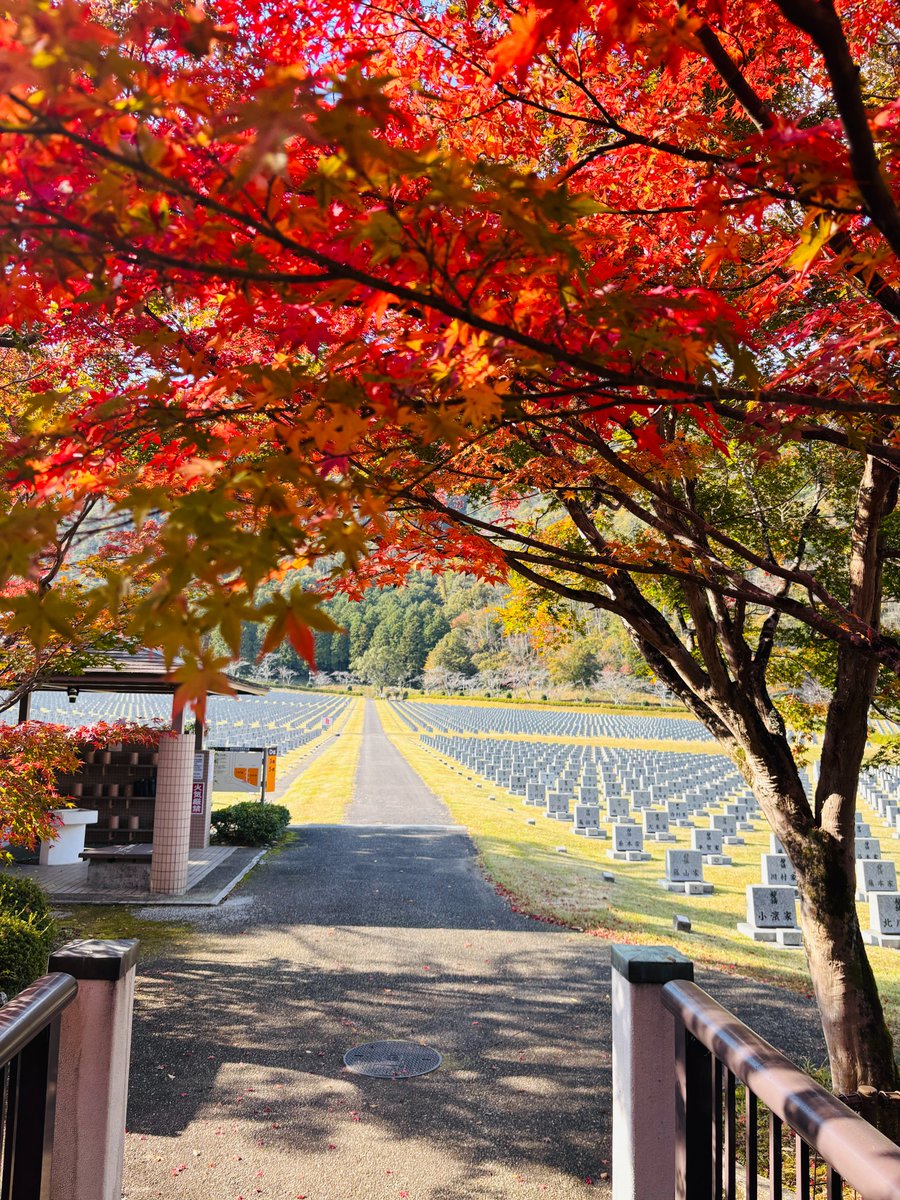 sokaboen's tweet photo. #関西池田記念墓地公園 です🤗

関西墓園も秋が深まってきました🍂

関西墓園のある #丹波市 は秋には
丹波三宝と呼ばれる黒豆、栗、小豆など
#秋の味覚 の宝庫で街もたくさんの方で賑わっています🌰

ご来園の際は是非丹波市も堪能してくださいね🙆‍♂️

#創価学会
#紅葉
#イチョウ https://t.co/AQhSJ2Ne2u