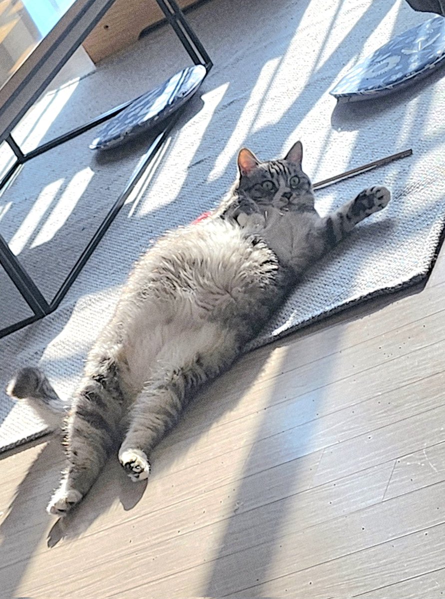 똘똘이 임신했어?
(정보:수컷이다)