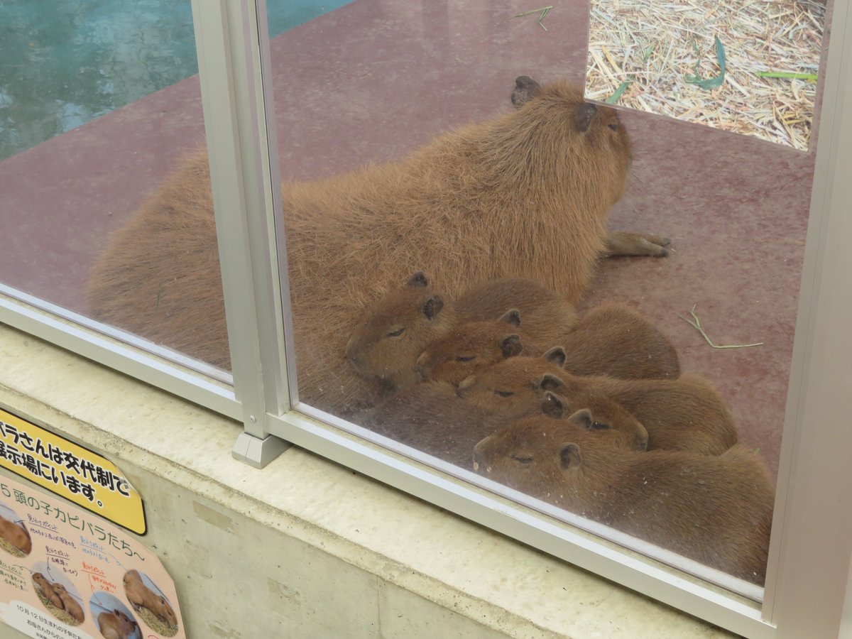 カピバラページ カピバラ夫婦に赤ちゃん誕生 真夏の大ゲンカで恋もショーも休止… 飼育