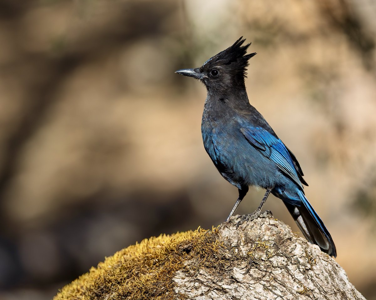 candiburke's tweet image. Never met a Steller’s Jay that wasn’t beautiful