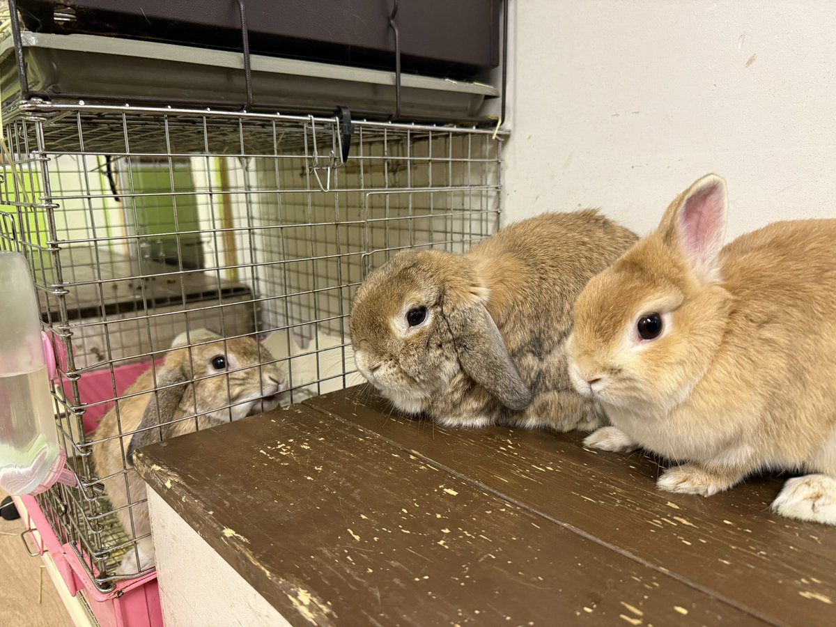 11/15の営業は11:00-20:00😊 ご来店お待ちしてます🐰🐰🐰 #うさぎ