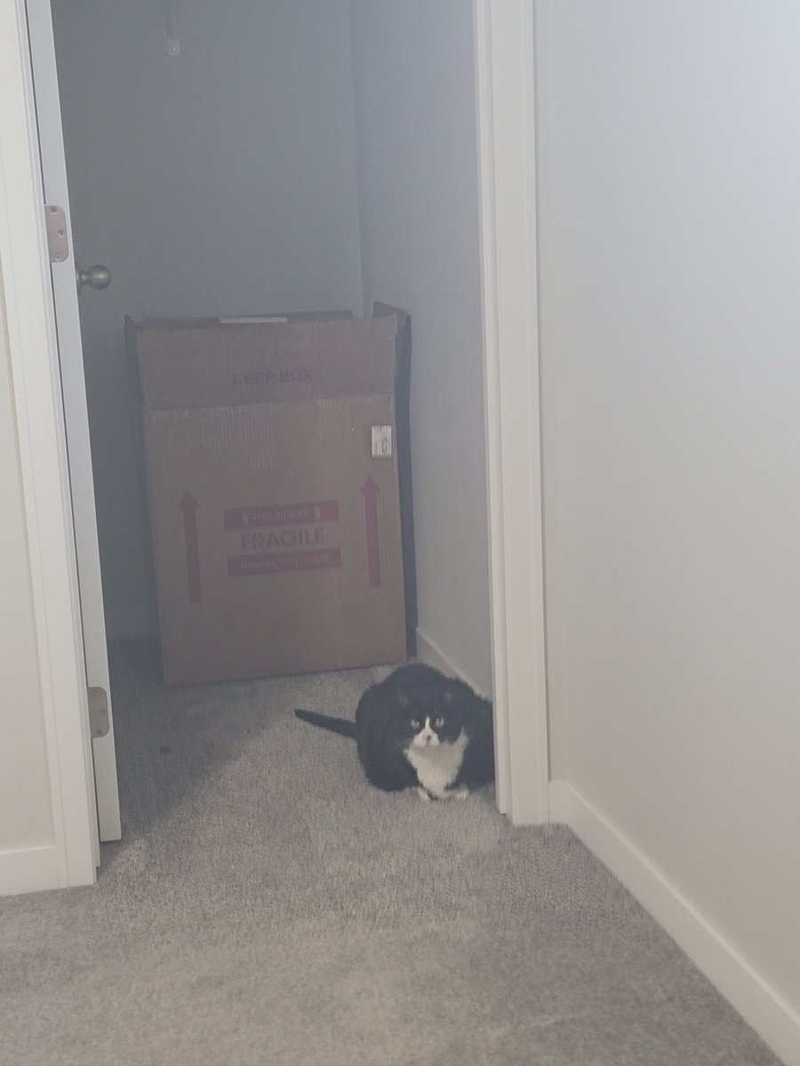 Dravon213's tweet photo. @MegalodonVT I present Nora, plotting my demise from the closet https://t.co/kqhbUDUAyM