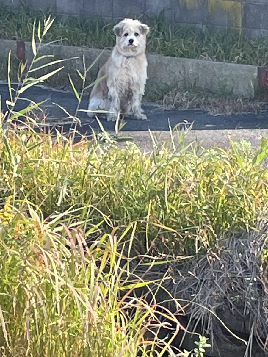 pokegoao's tweet image. 迷い犬　鹿嶋市湖岸沿い
オス、青い首輪、老犬？
（犬の情報以外のリプライはご遠慮ください）

#迷い犬　#茨城県