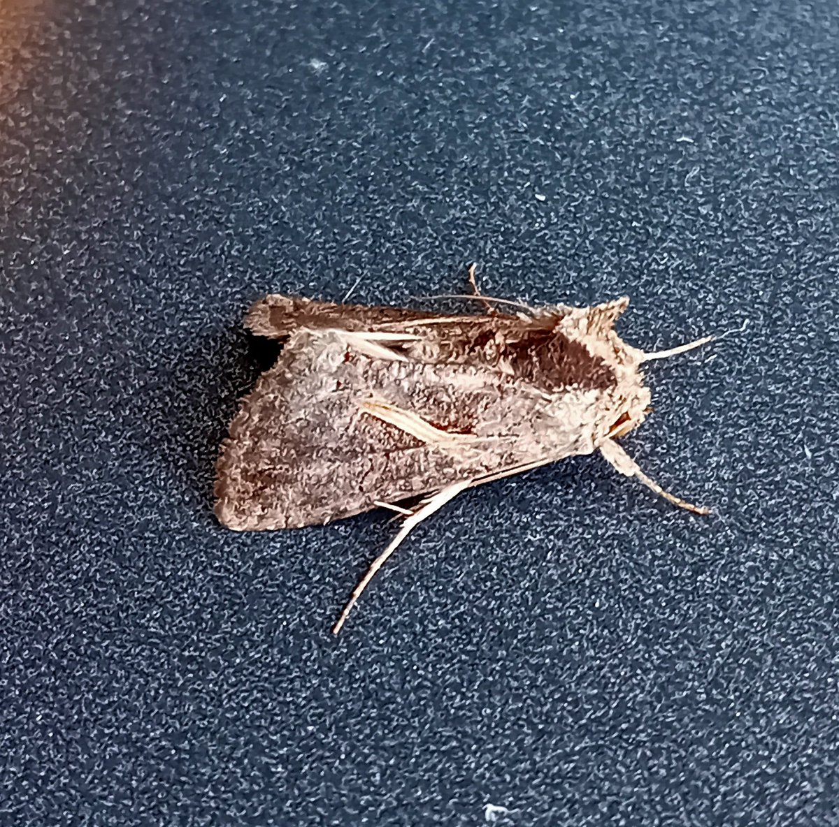 sean clancy tweet media