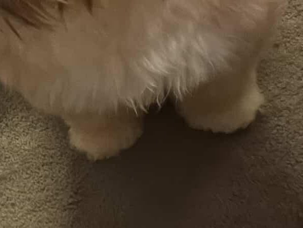 Mds fui imaginar cheirando a patinha da Maple e minha rinite psicológica fez meu nariz coçar (?)