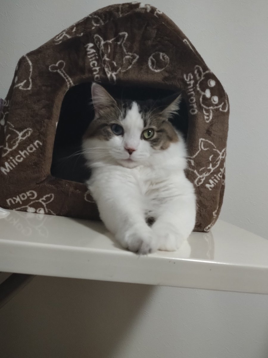 TYAMII001's tweet image. ももちゃん2歳になりますた。
スクスク育って妹の世話もしてエライ。
長生きしてネ〜

会社に年末調整提出できた。
メデタイ。