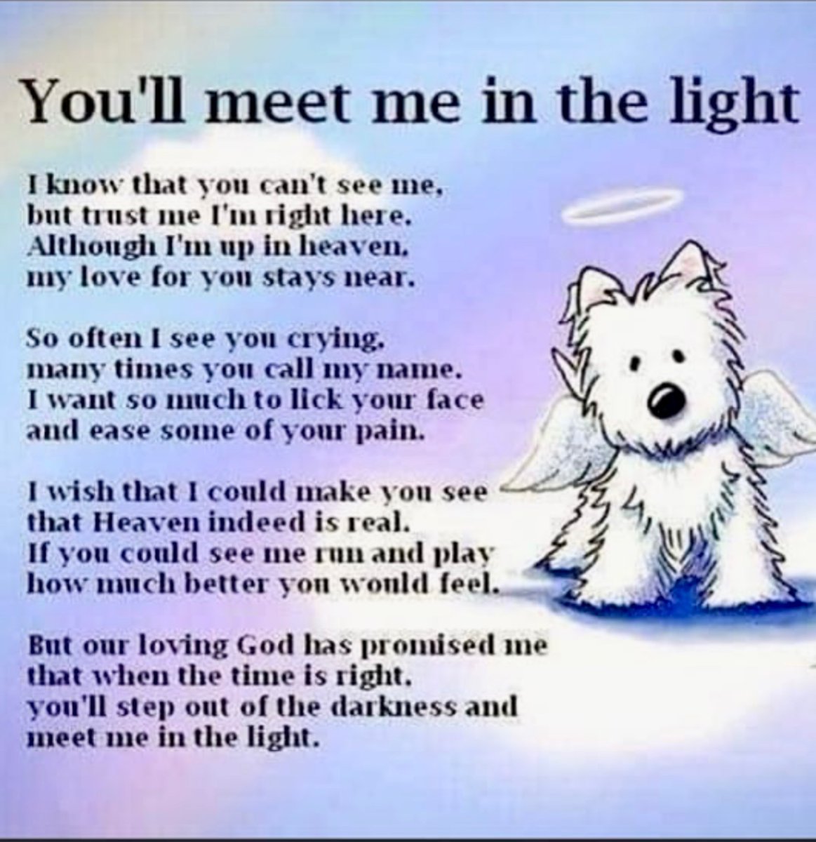OnlyT_willTell's tweet photo. @terryschappert @obxdogwalker https://t.co/3ggPva80VR