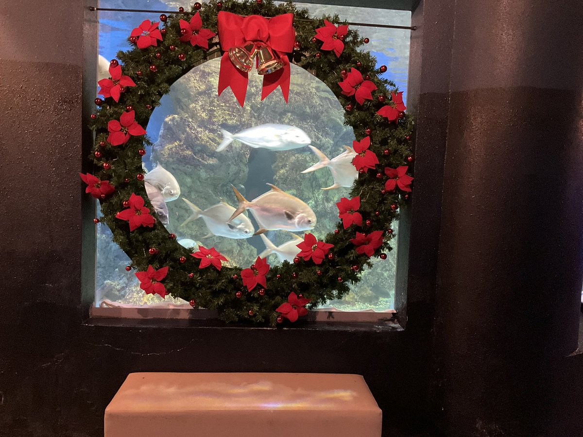 ＼今年も始まった！／
寺泊水族博物館クリスマスリース🎄✨リース前で魚たちと一緒に記念撮影してね〜