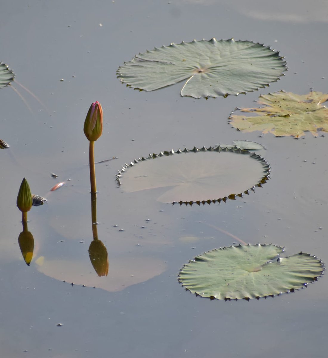 unionbluewhale's tweet photo. Theme: Circle ⭕️
Because its nature’s way of showing unity, endless possibility, and balance https://t.co/F6j8LFoRCP