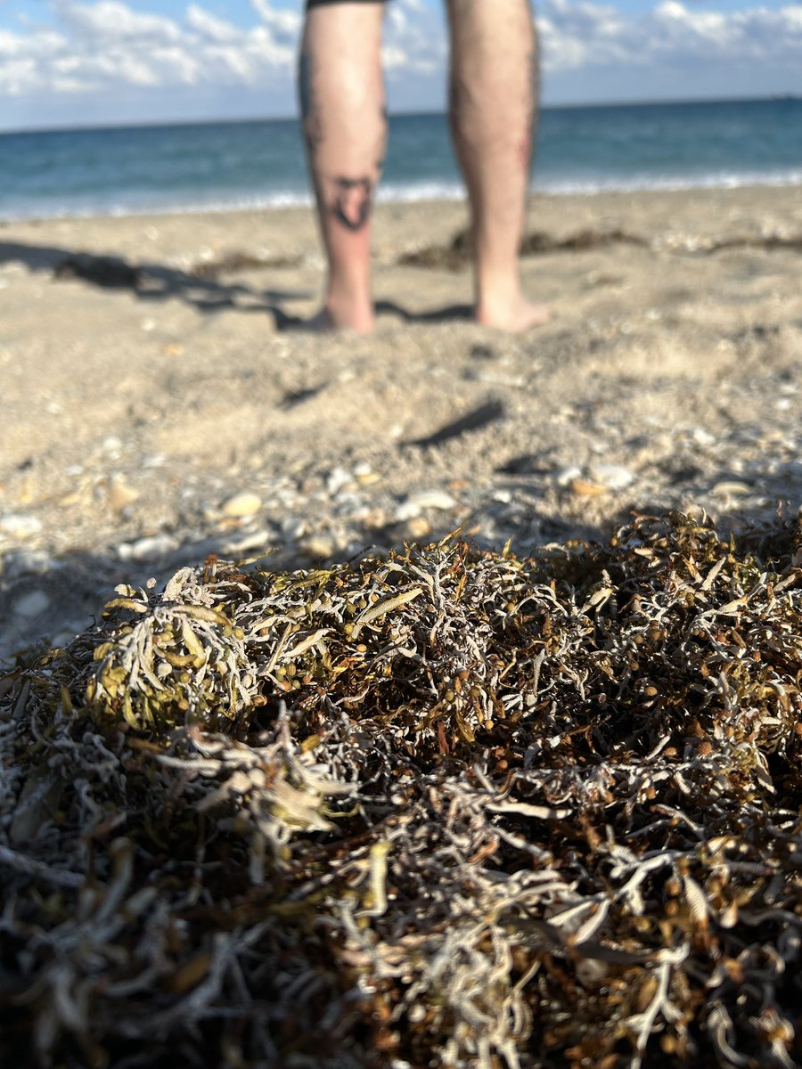 AbsWifey1776's tweet image. Today was a good day in Palm Beach. Last day. 
@RealAbs1776 💜💜