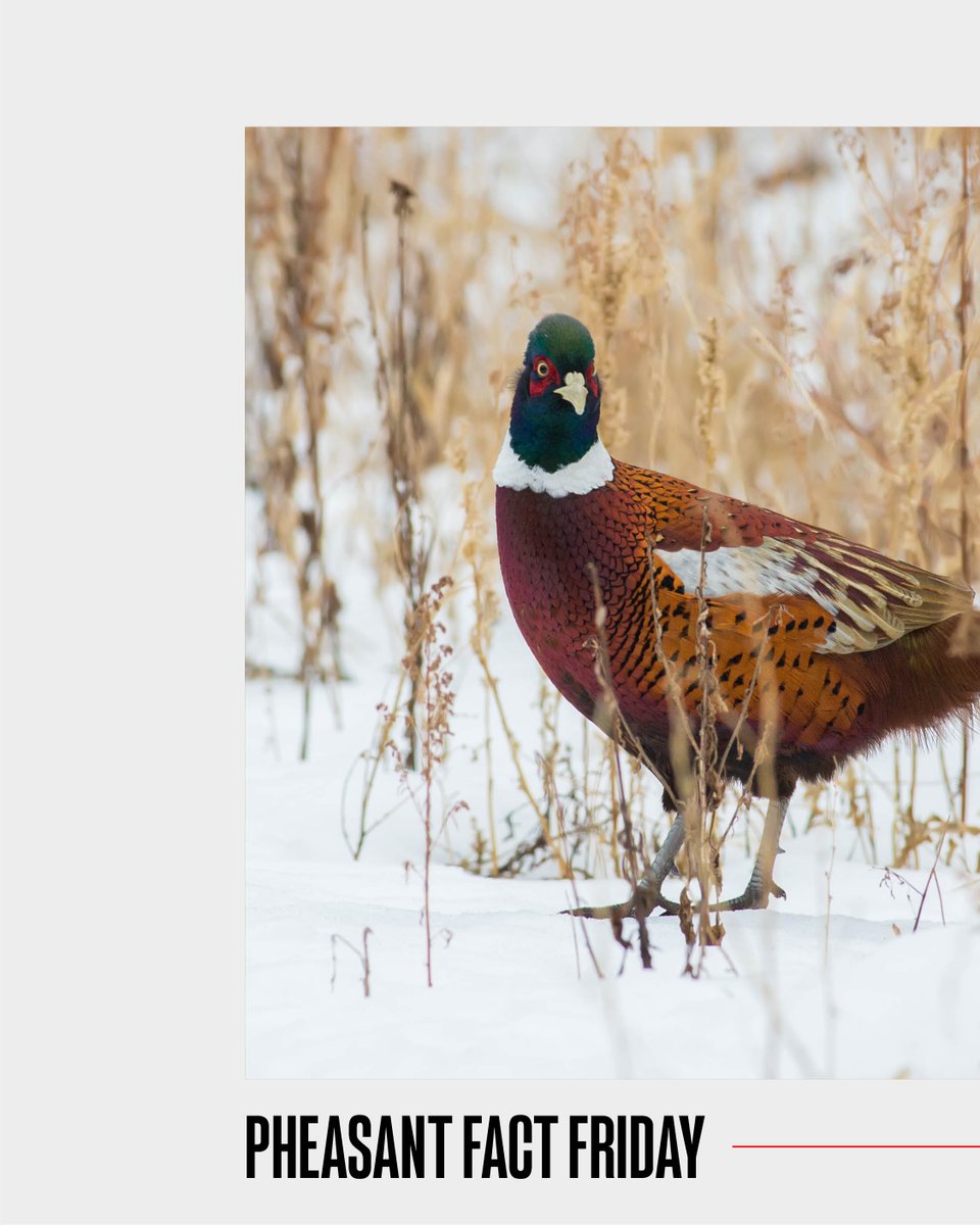 Pheasants Forever tweet media