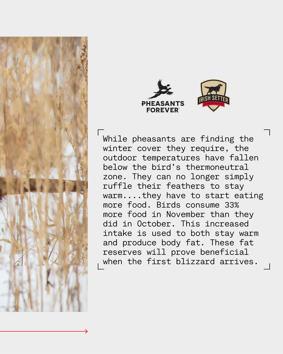 Pheasants Forever tweet media