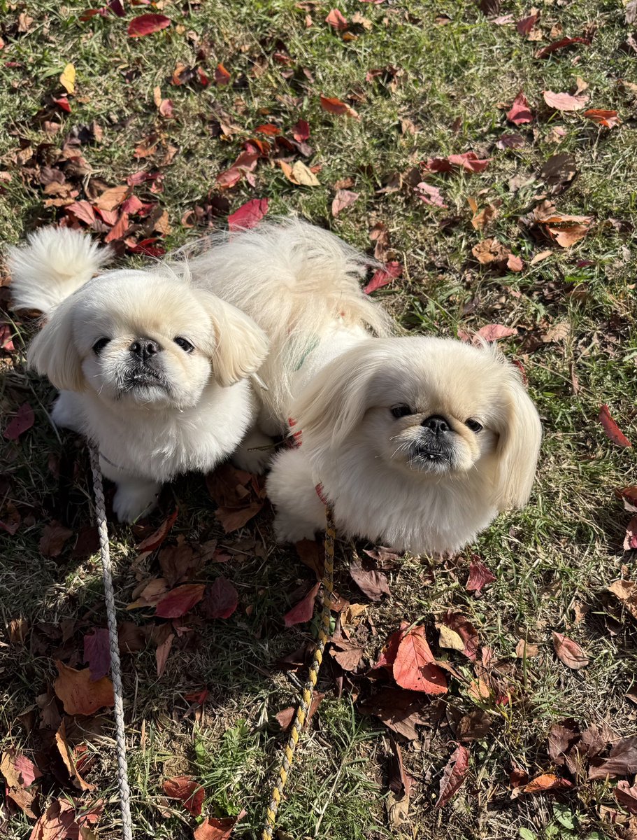 ペキニーズ🐾ふくまる＆おと🐾 (@fuku_oto) / Posts / X