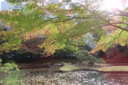 内庭の #イロハモミジ は陽の光に輝き、唐門周辺の樹々も #紅葉 が進ん