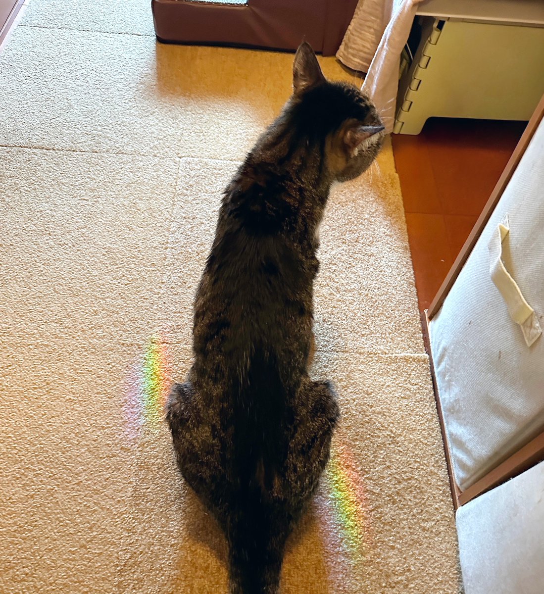 プリズムとねこ✨