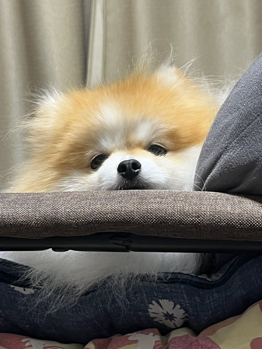 chapacochan's tweet photo. 愛しのタレ目ちゃん！！

#犬のいる暮らし 
#ポメラニアン https://t.co/SJYFqzdBOf