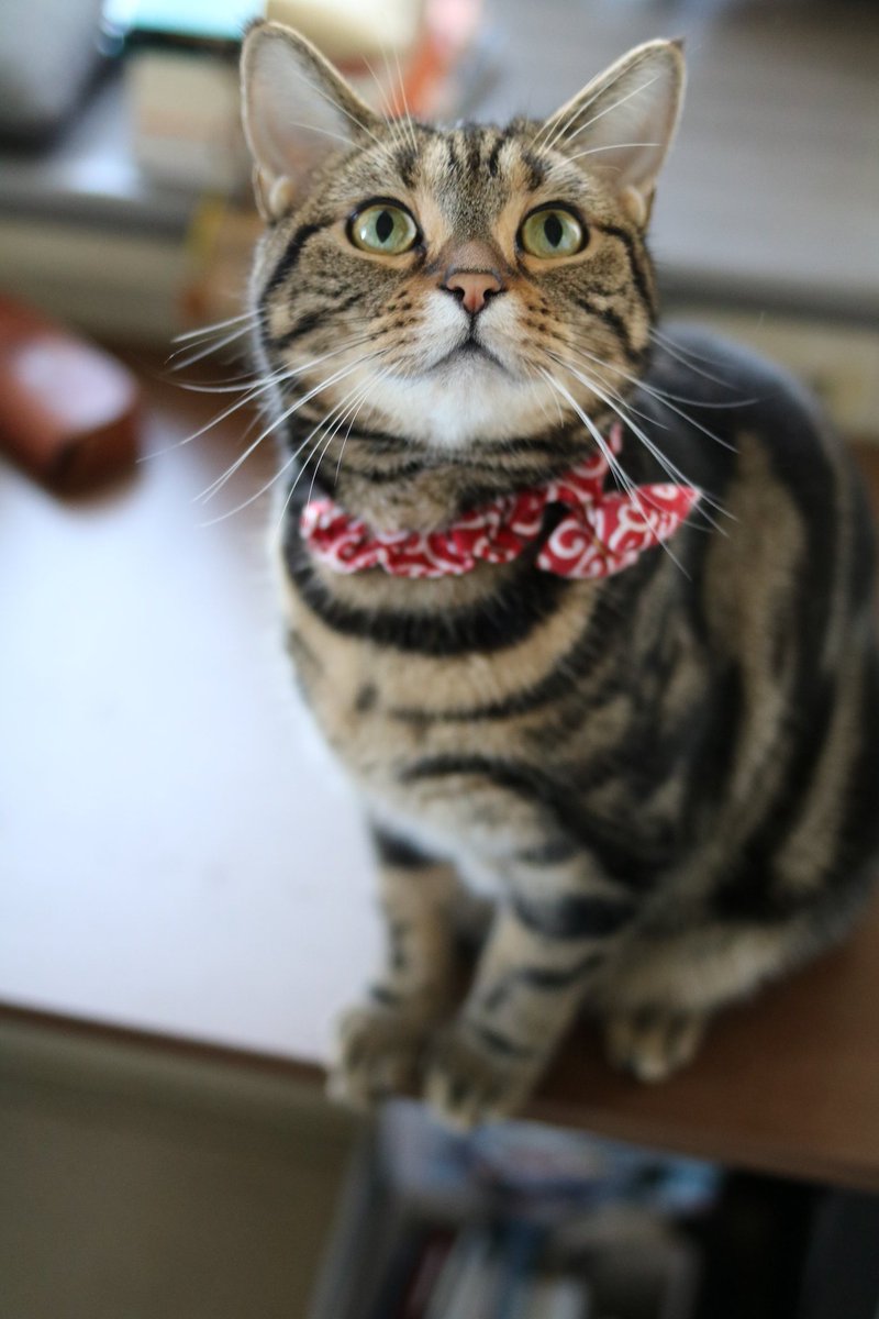 昨日、鶏の皮盗み食いしたら怒られたにゃ…🙀
お腹壊すかもしれないからって言われたにゃ
後始末はちゃんとするにゃ🙀
#にゃんすたぐらむ