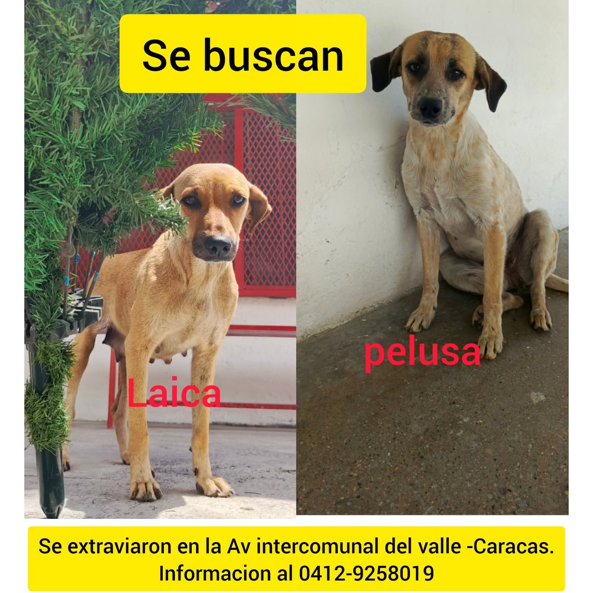 PerroUsuario's tweet image. Se buscan a estas pequeñas en El Valle Caracas