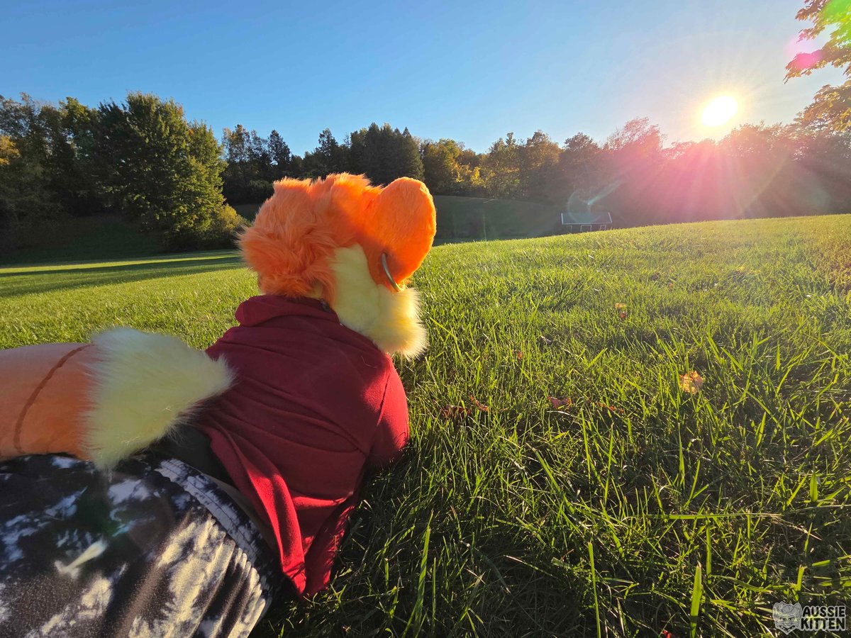 AussieKitten🍂⭐️┇【Comms ON HOLD】🔜 Eufuria 2026 tweet media