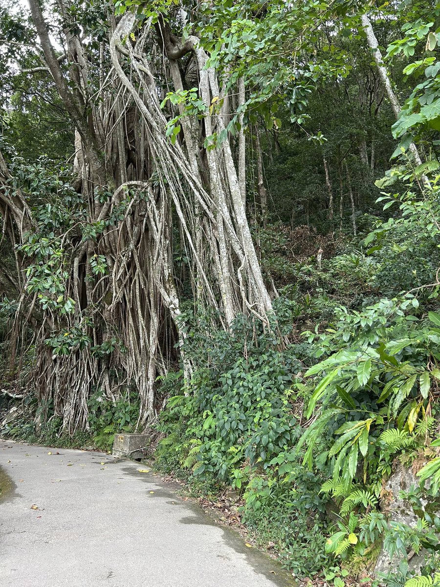 Suzannah Benjamin tweet media