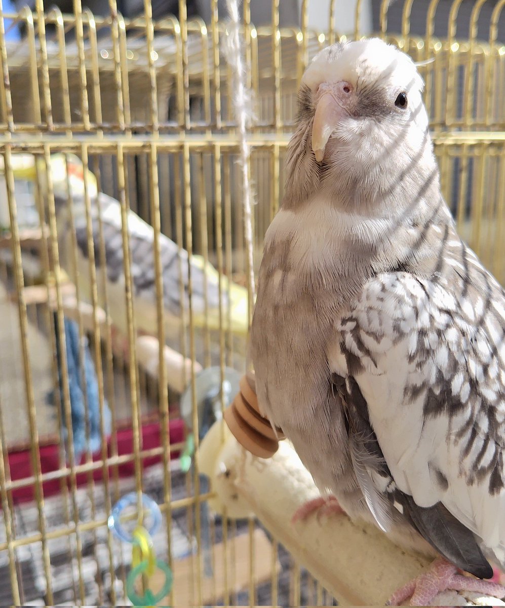 日が出てきたのでお掃除の後 一緒に日光浴中😎🐦️🐦️☀
#オカメインコ
#インコ
#ぽかぽか
#日光浴