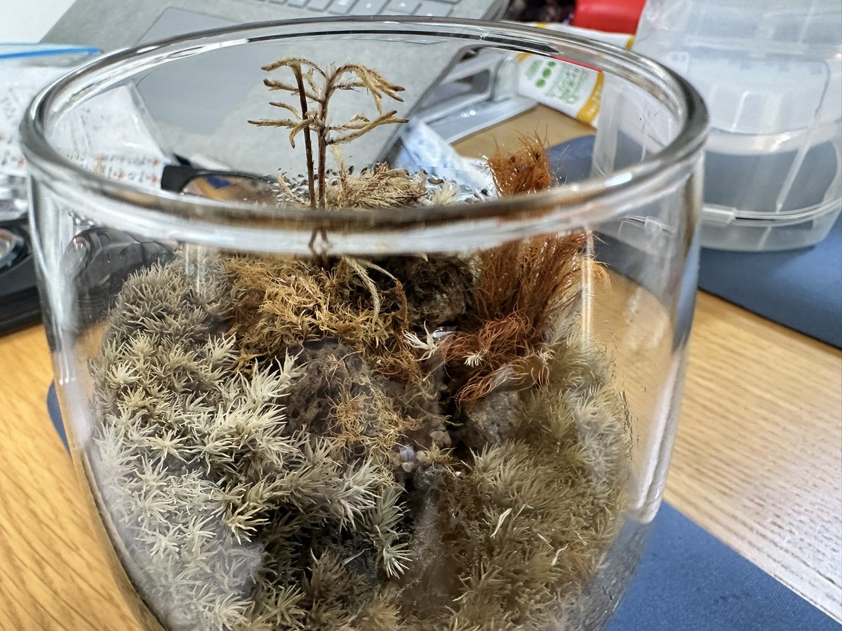 vifsWaSddrCitsk's tweet image. 苔テラリウムが腐海になりました

おはようございます