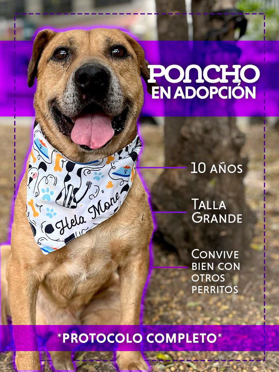 #AdoptaUnPerrito
#BuscandoHogar
#PerritoEnAdopción
#AdopcionesResponsables
#AdopcionesCDMX