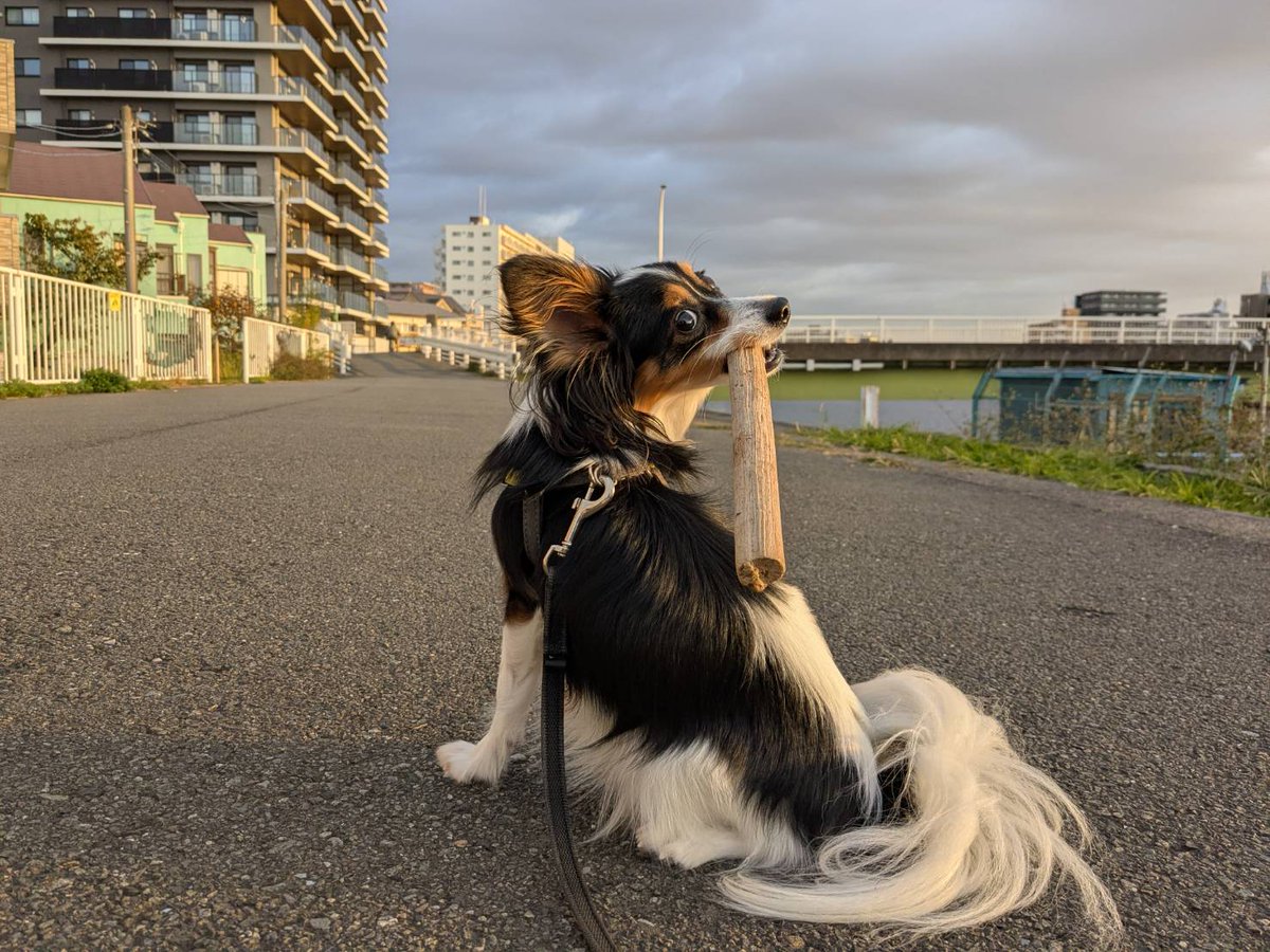 ちらり　おはよ☀
#パピヨン