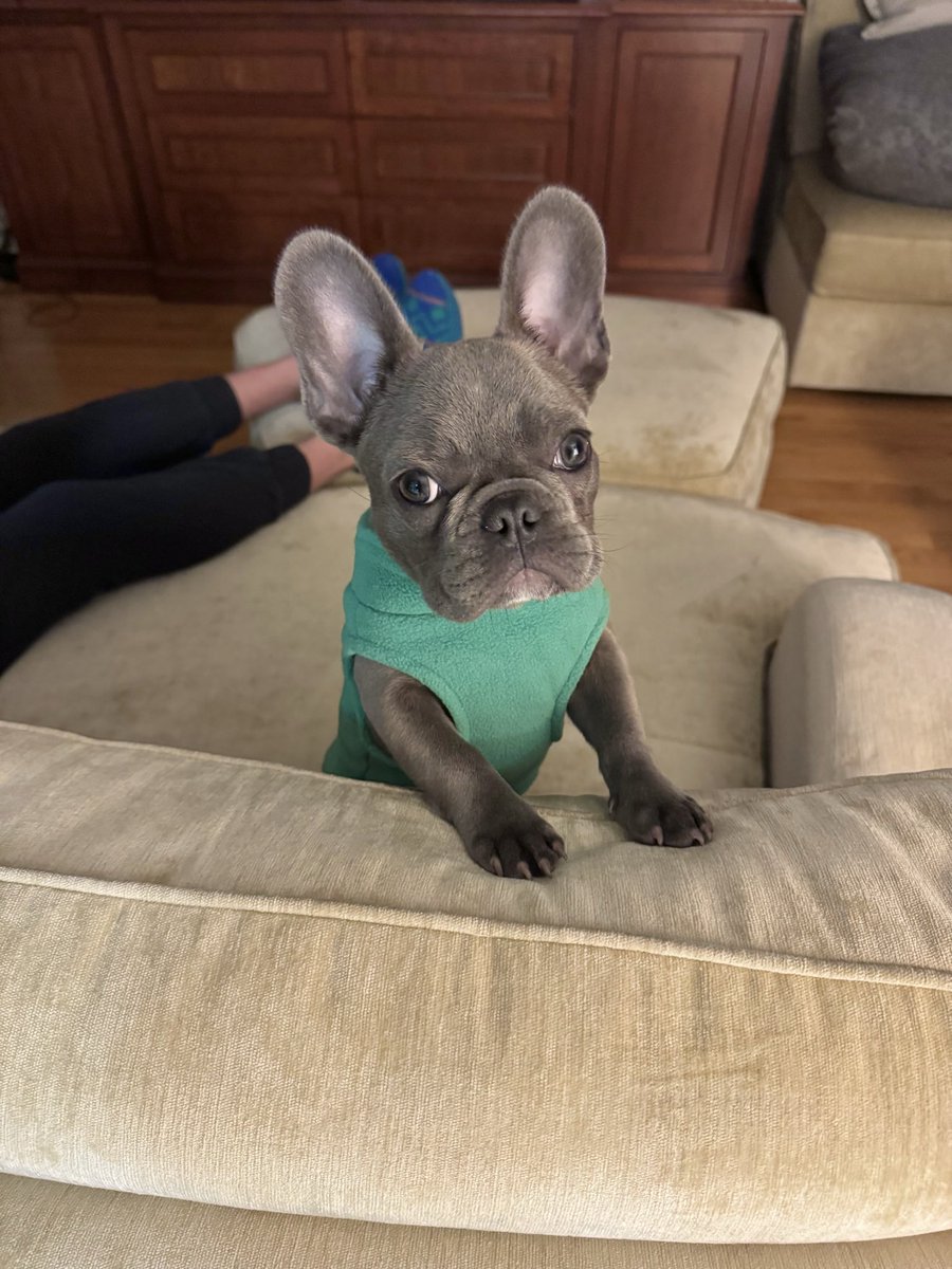 “🐶 One of our past cuties 💜”

#FrenchBulldog #FrenchBulldogPuppy

Tag your Friends 😍😍
Follow <a href="/PoeticFrenchies/">Poetic French Bulldogs</a>
Follow <a href="/PoeticFrenchies/">Poetic French Bulldogs</a>
➖
For info on available puppies please visit our site for details: 📲 PoeticFrenchBulldogs.com
➖
Don’t forget to follow us for a daily dose