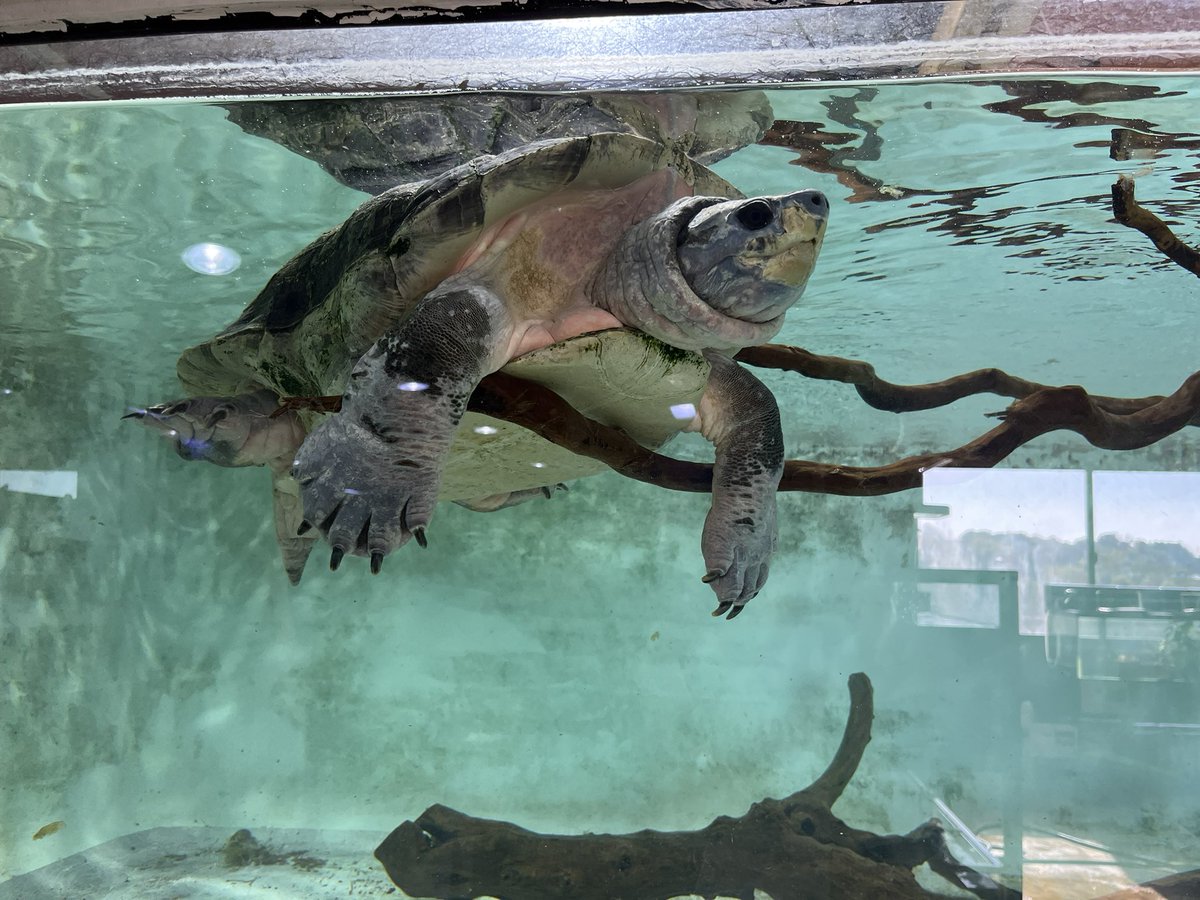 Post by モンスターとクッキーと私 on X: 大きいのかな？？