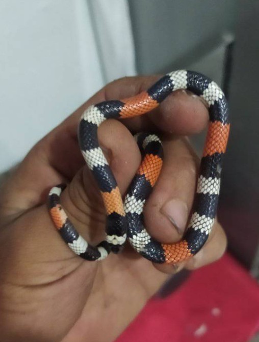 💬 “No se deben manipular 🐍 no son juguetes, no son mascotas.”

Gracias por destacarlo. En todos los casos graves que acompañamos, incluida esta mordedura reciente, el factor común es la manipulación innecesaria. La clave es ver y dejar seguir su camino. Educar es prevenir.