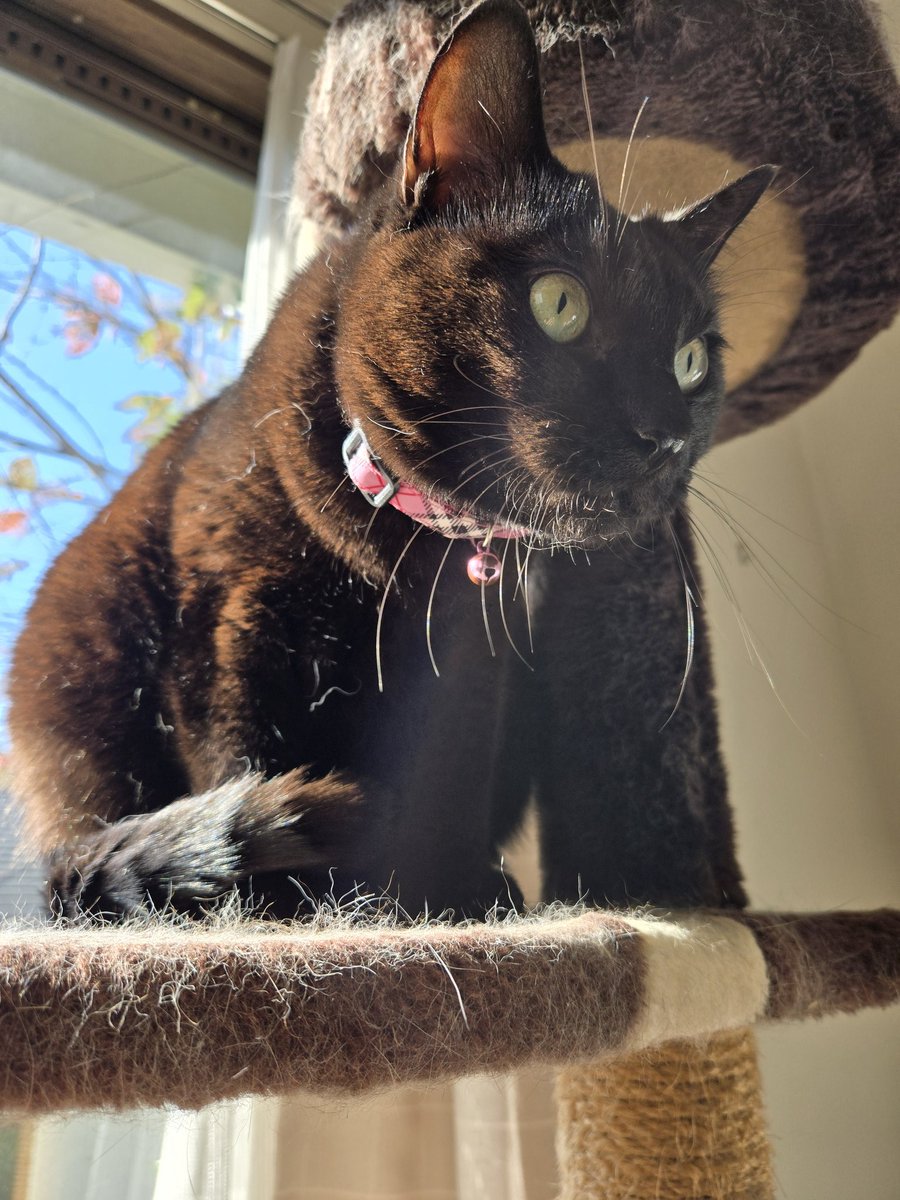 月猫様 Kizineko-sama | 『え…』 ネコの書籍ッ！予約受付中ッ！ ハイライト