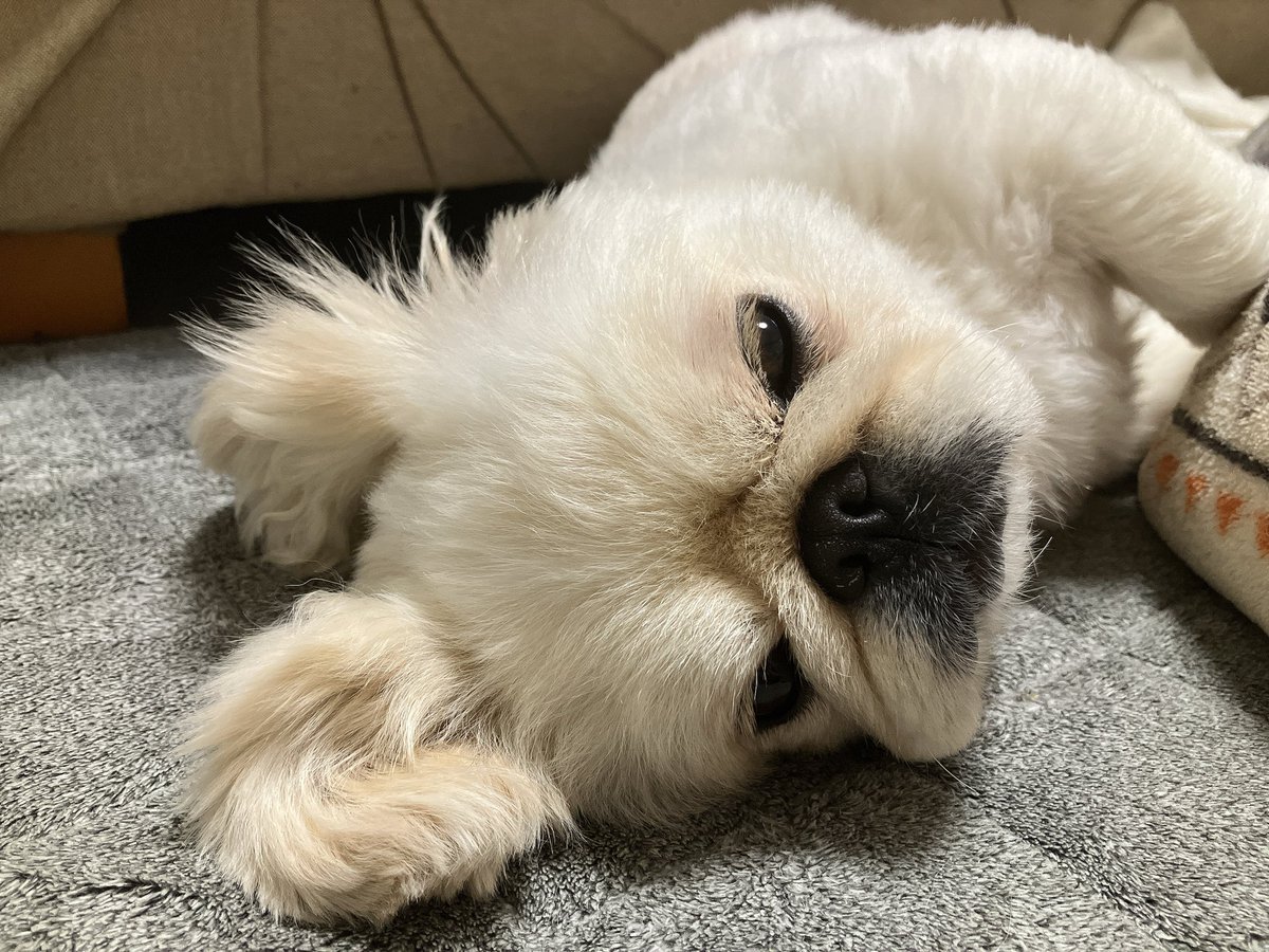 🎃一二三四🍎一日一回ストガチャ (@3417876760) / Posts / X