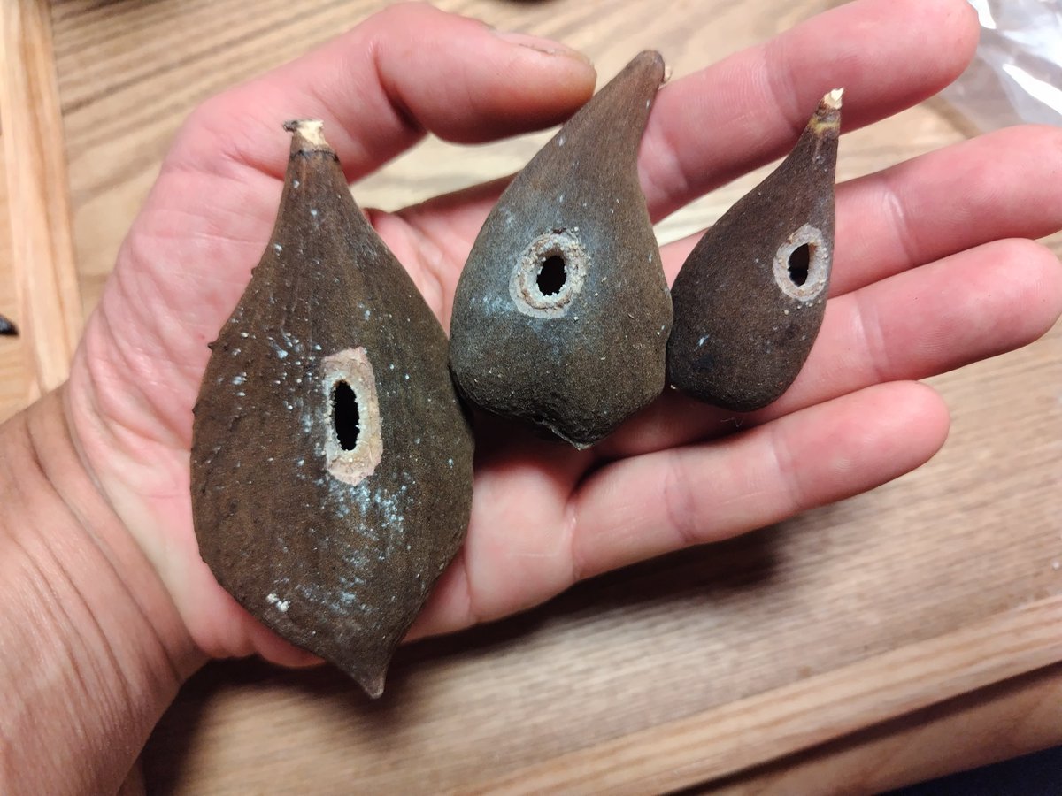 Blue Nile Gear | 代表香本 (@BlueNileGear) / Posts / X