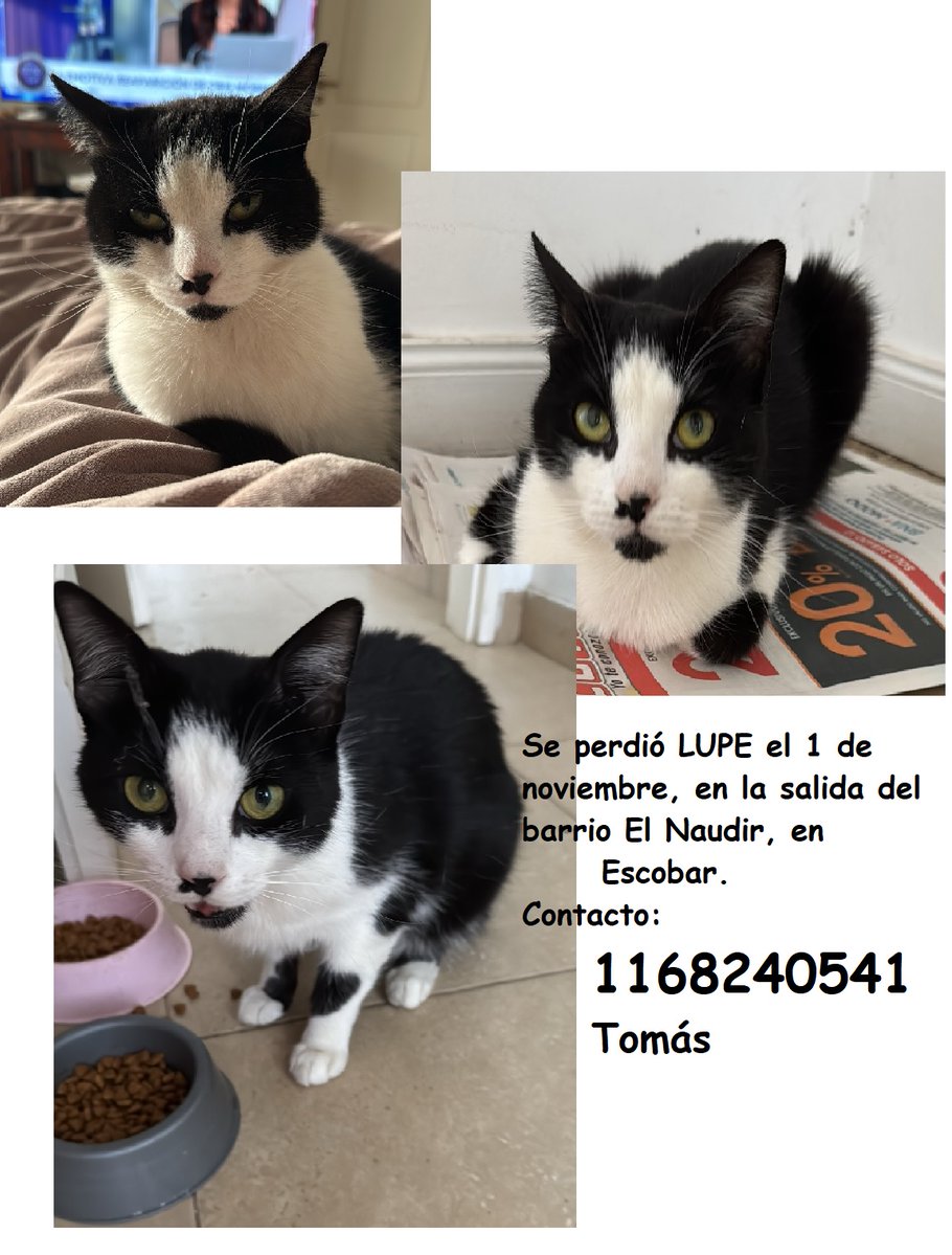 #Perdiamigato 📢📢📢
RT RT RT

GATITA PERDIDA EN ESCOBAR

Se perdió Lupe en la salida del barrio El Naudir, en Escobar, el 1 de noviembre.
Tres años, castrada, muy mimosa, manchita negra en la pera.
Contacto: 1168240541, Tomás.

#gatitosperdidos