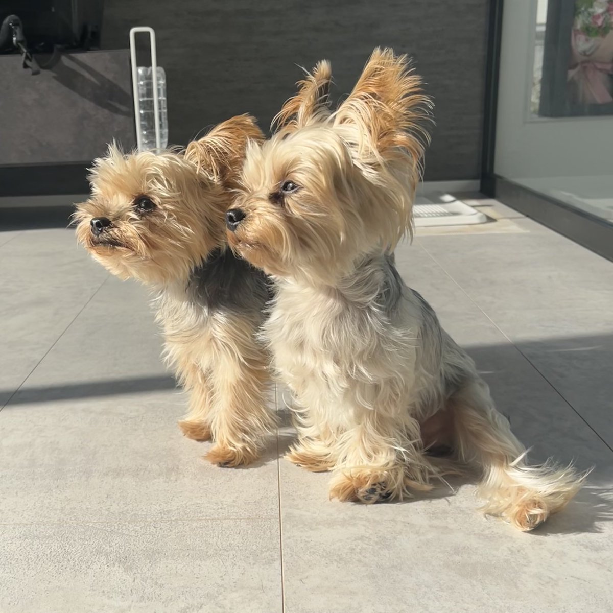umiao928214's tweet photo. おはヨーキー🐶🐶
(選挙ポスター風)

ワンチャンじゃなく本気です！
ムダ吠えゼロの街づくり
おやつ増量計画、動かします
しっぽで約束、笑顔の未来
あなたの一票でしっぽがもっと振れます https://t.co/42G32MXllD