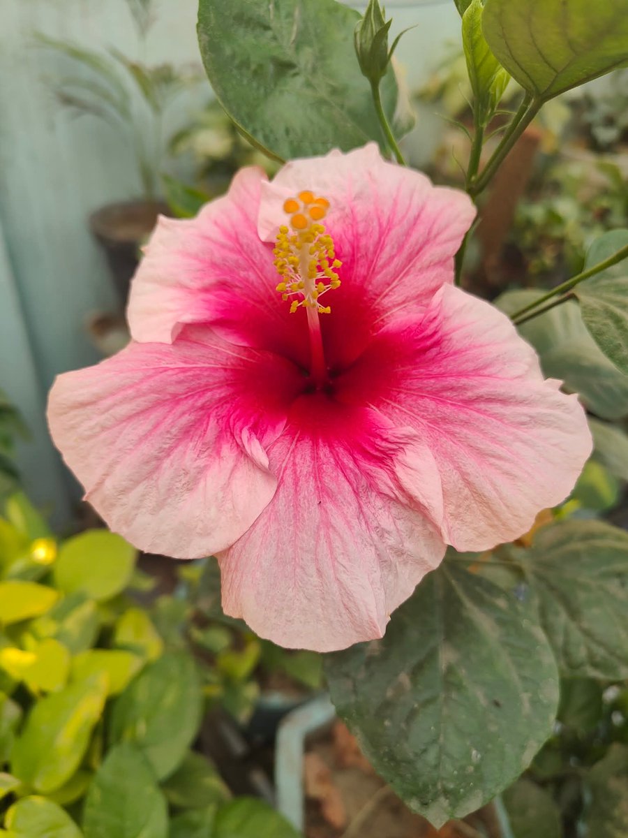 इल्जाम लग ही जाते है...
नियत चाहे कितनी भी साफ़ क्यूं न हो..!!

Good Morning X Friends 🤗