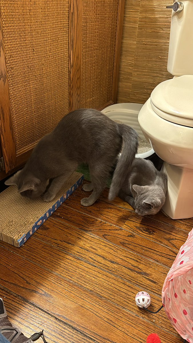 drpull's tweet image. Warming up to the new digs. Gotta keep the sequestered til we get to the vets and get tests and shots and stuff. They haven’t meowed yet… interesting! Lots of purring… zero meows.