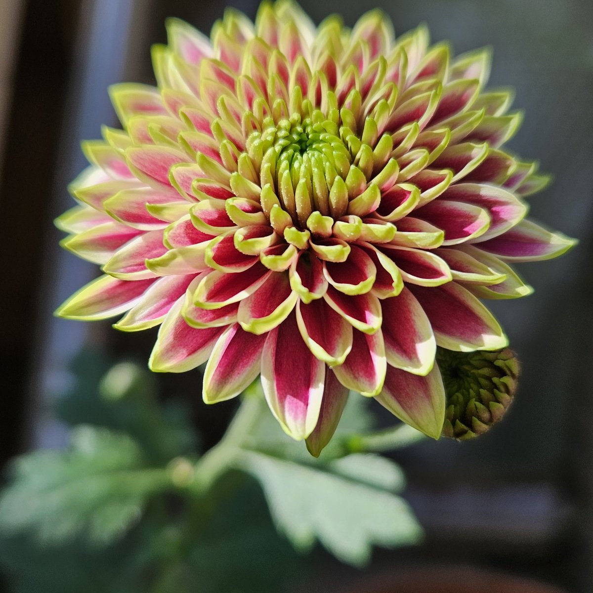 木村 佳子 シルクスクリーン 木村 佳子 シルクスクリーン