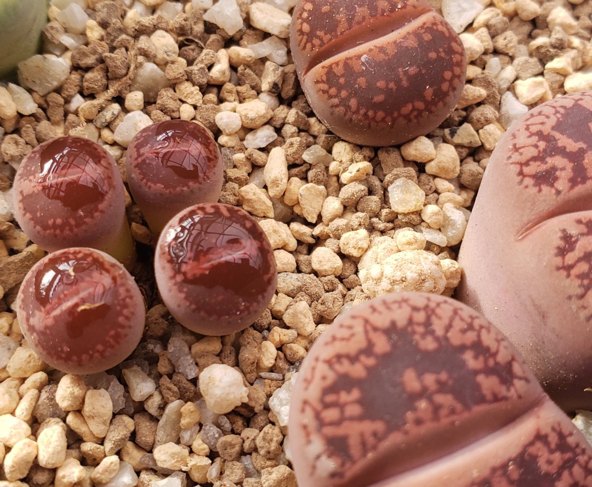 totziens777's tweet image. 販売待ちの #リトープス

小さなおはじきみたいな4つの

玉が可愛くて 自分用に仕入れました

お客様のを仕入れしている時に

面白いの見つけては

自分用に確保しています🌱

#Redd i ssh EH208