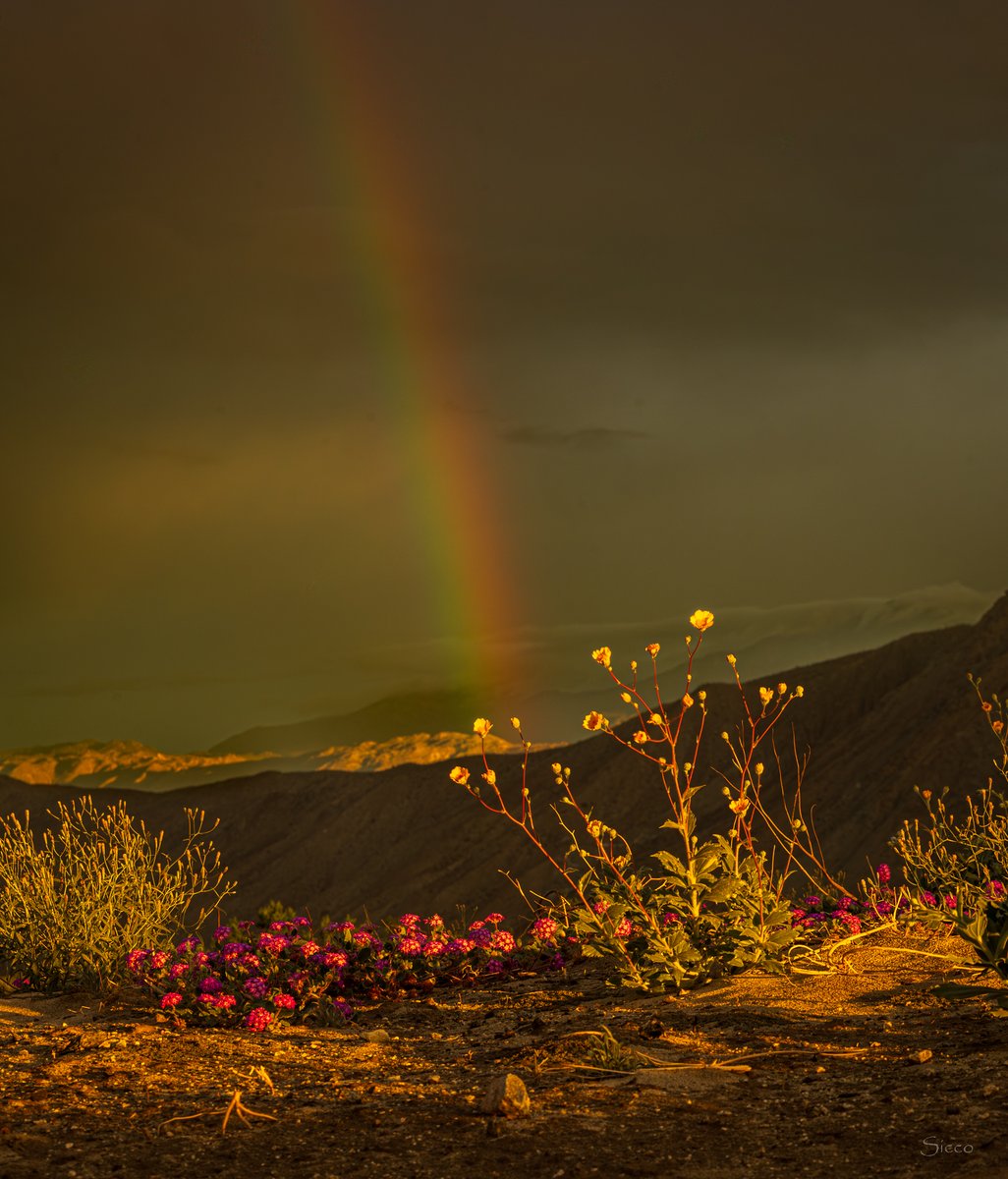 A rainbow above a patch of desert sunflowers and purple hairy desert verbena this morning (Photo: Sicco Rood). <a href="/NWSSanDiego/">NWS San Diego</a> <a href="/mmcphate/">California Sun</a>