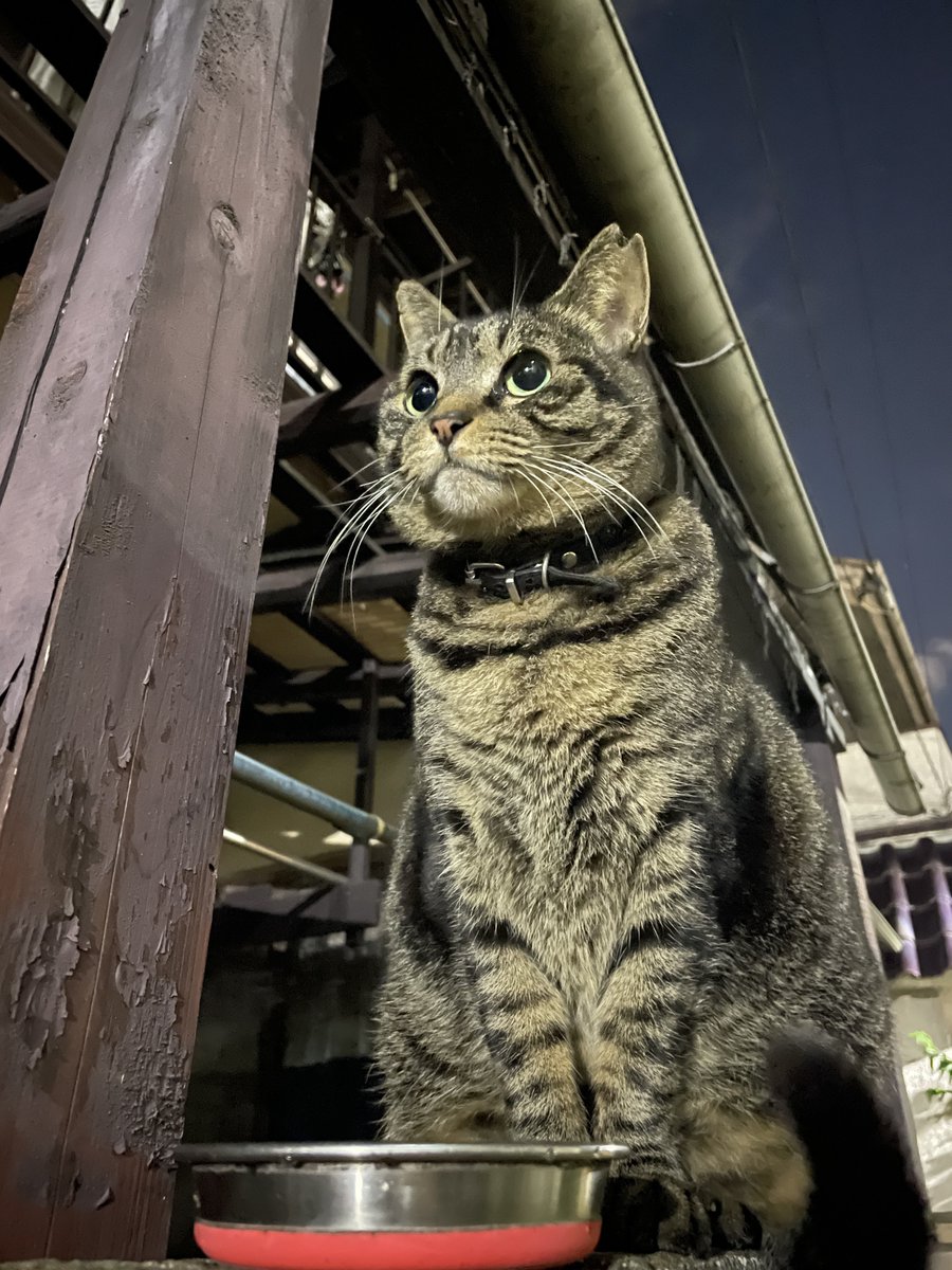 Mayuニャン@松本電書 (@densho_matsu) / Posts / X