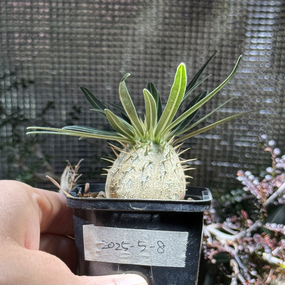 このまんまるパキポディウムグラキリスもボタの市に持っていこう。天気