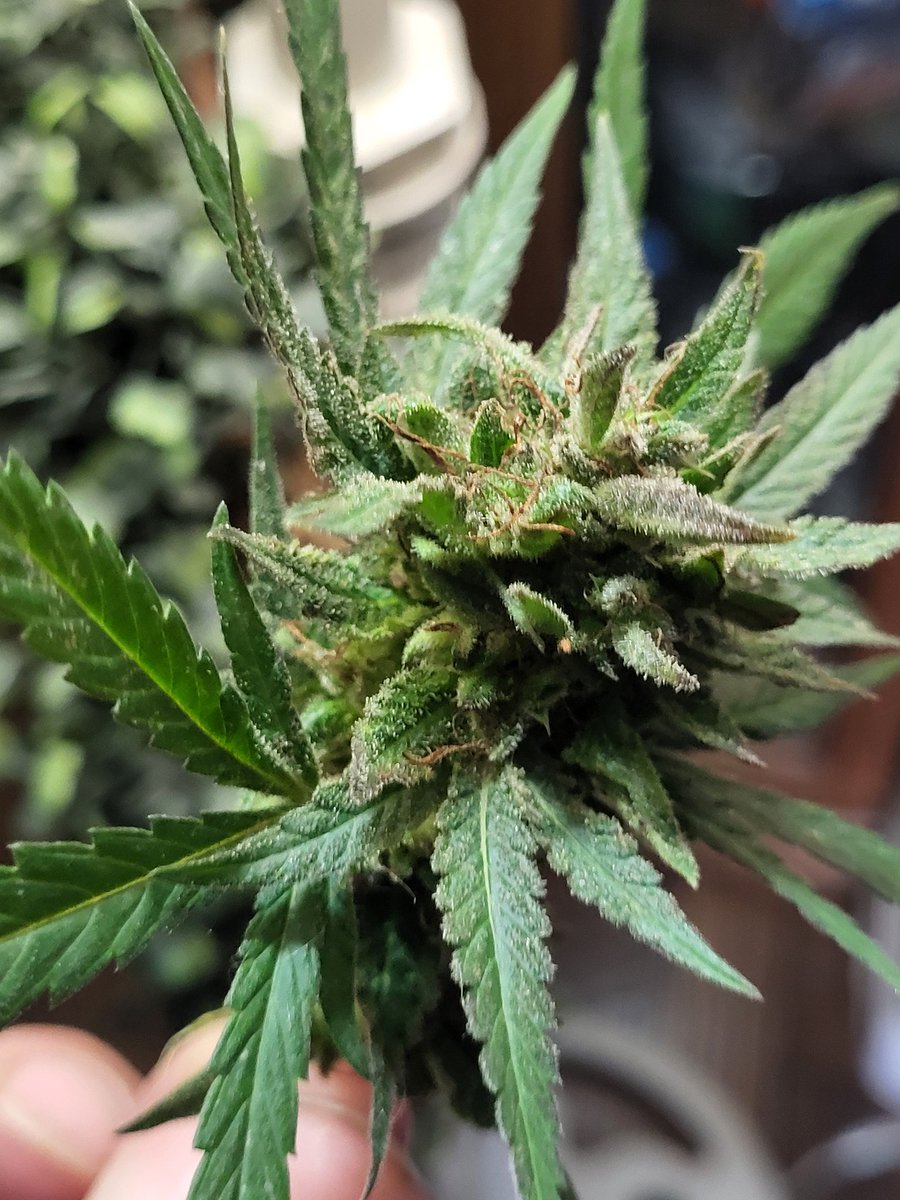 bandit420ca's tweet image. #fuckcancer #GetScreened 
Growyourown 🌱 🌞 👨‍🌾