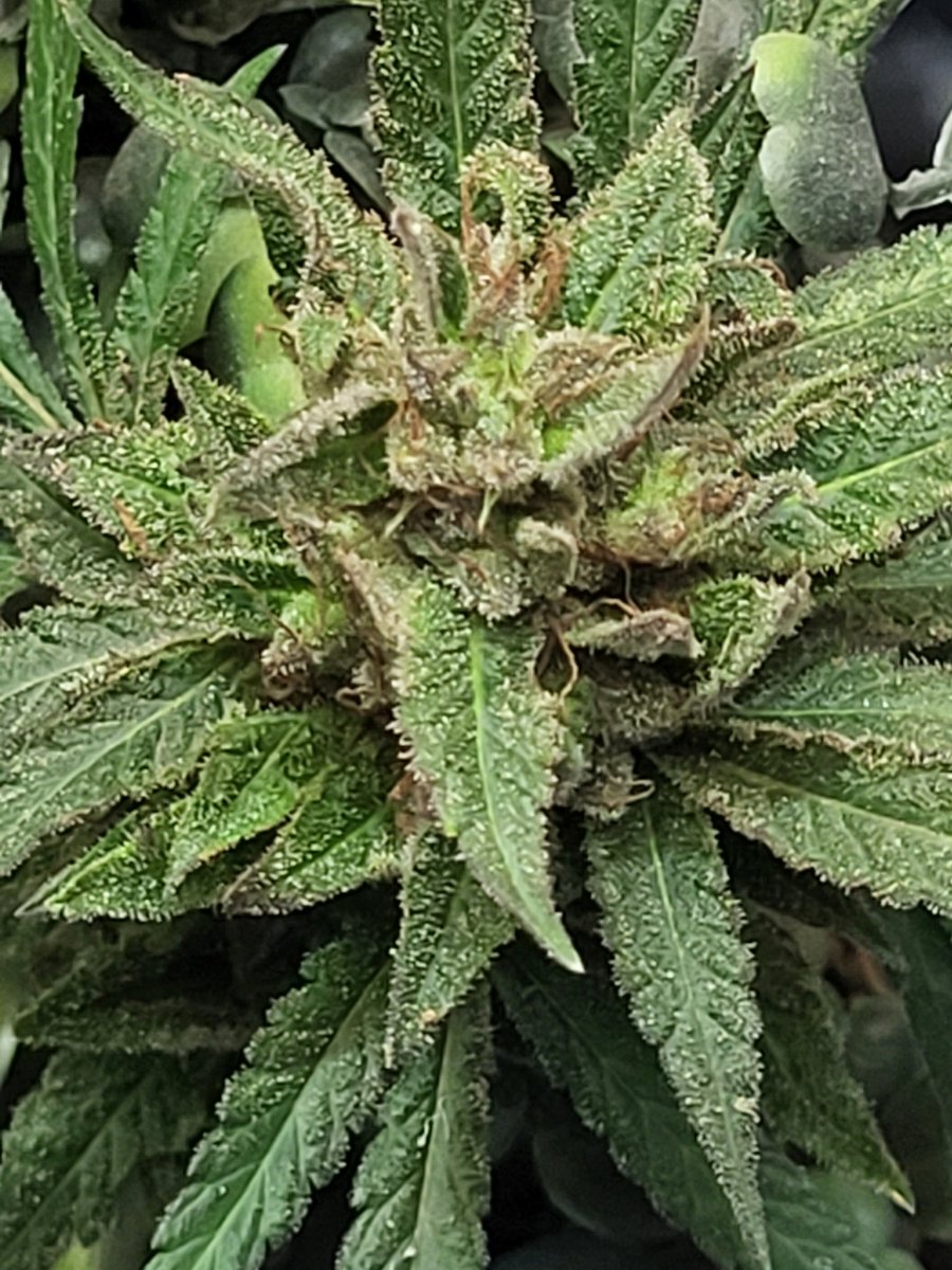 bandit420ca's tweet image. #fuckcancer #GetScreened 
Growyourown 🌱 🌞 👨‍🌾